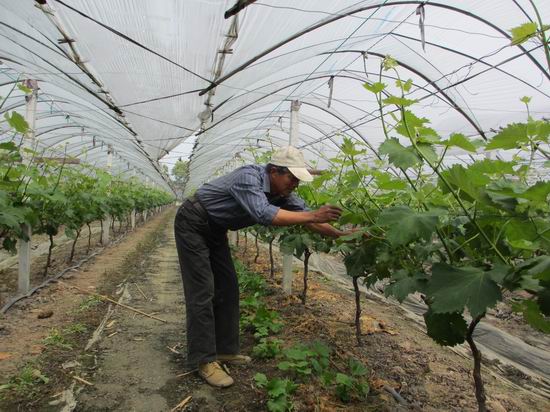 西湖村葡萄种植户正在自己的葡萄园忙碌