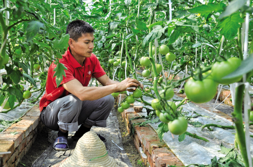 无土栽培 硕果累累 肯定会有好收成-城事-秀洲新闻网